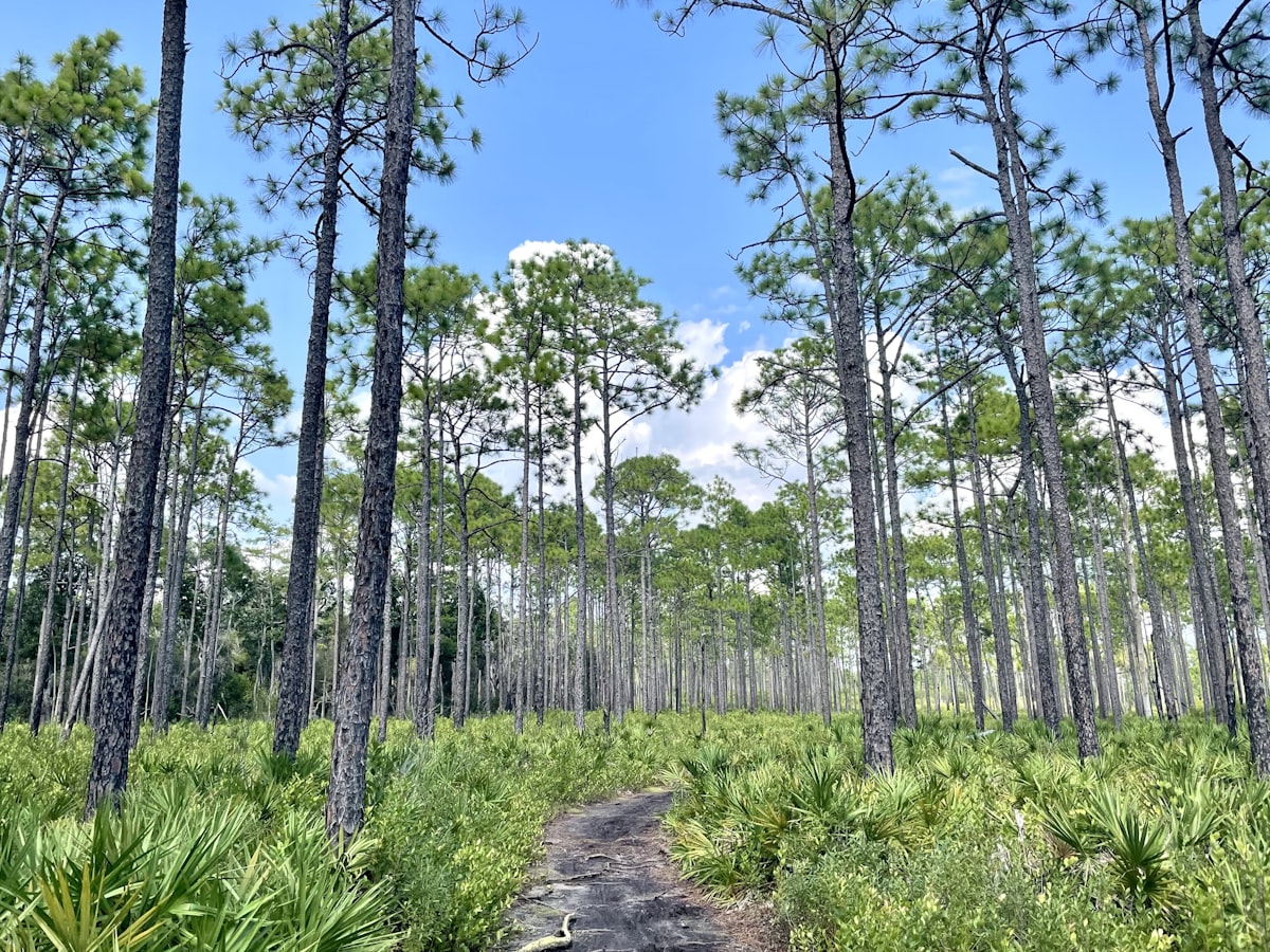 15 Things To Do Near The Villages This Weekend (That Aren't Golf)