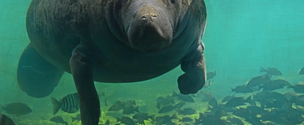 Homosassa Springs Wildlife State Park