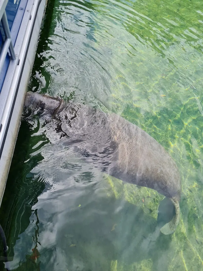 Snorkeling With Manatees - Attraction in Crystal River
